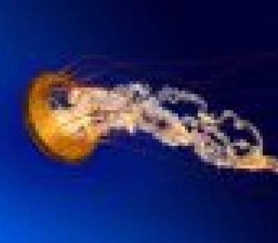 thumb_jellyfish.jpg
